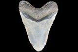 Bargain, Megalodon Tooth - North Carolina #83996-2